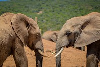 Addo Elephant Park