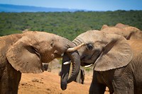 Addo Elephant Park