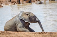 Addo Elephant Park