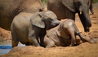Addo Elephant Park