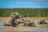 Addo Elephant Park