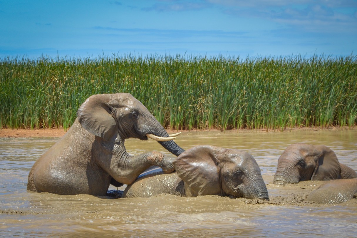 Addo Elephant Park