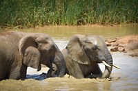 Addo Elephant Park