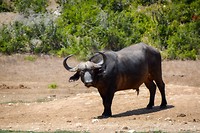 Addo Elephant Park