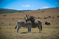Addo Elephant Park