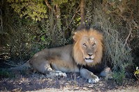 Addo Elephant Park