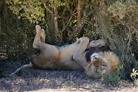 Addo Elephant Park