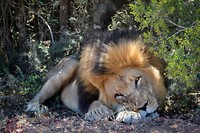 Addo Elephant Park