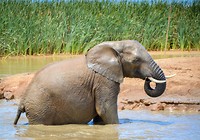 Addo Elephant Park