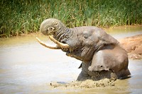 Addo Elephant Park