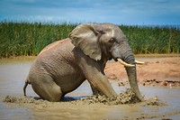Addo Elephant Park
