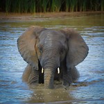 Addo Elephant Park