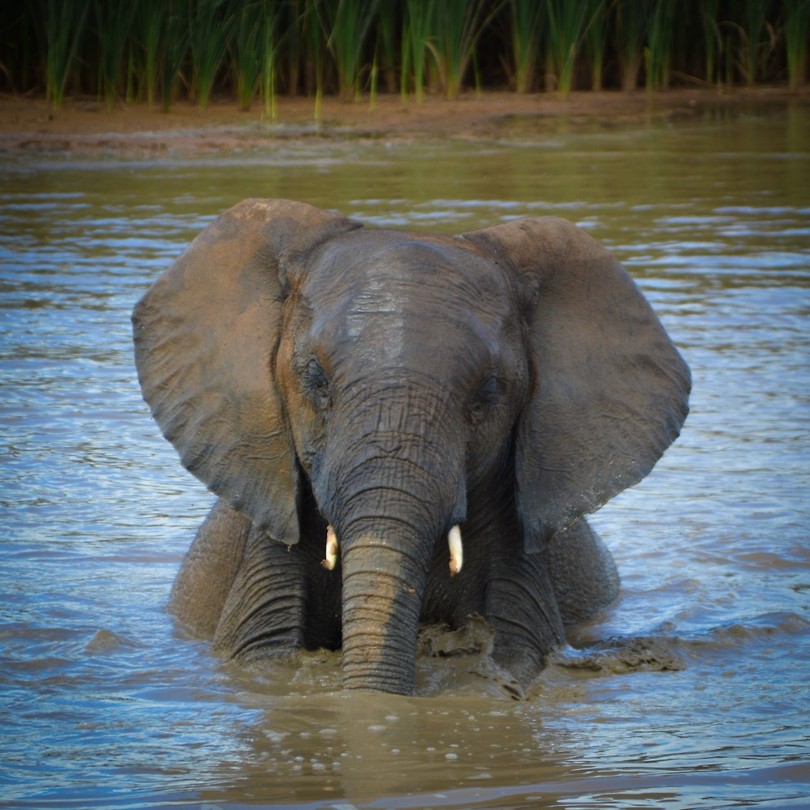 Addo Elephant Park