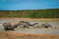 Addo Elephant Park