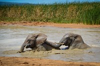 Addo Elephant Park