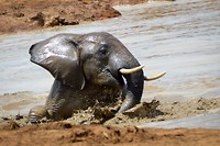 Addo Elephant Park