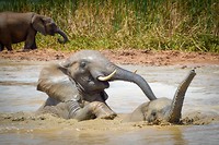 Addo Elephant Park