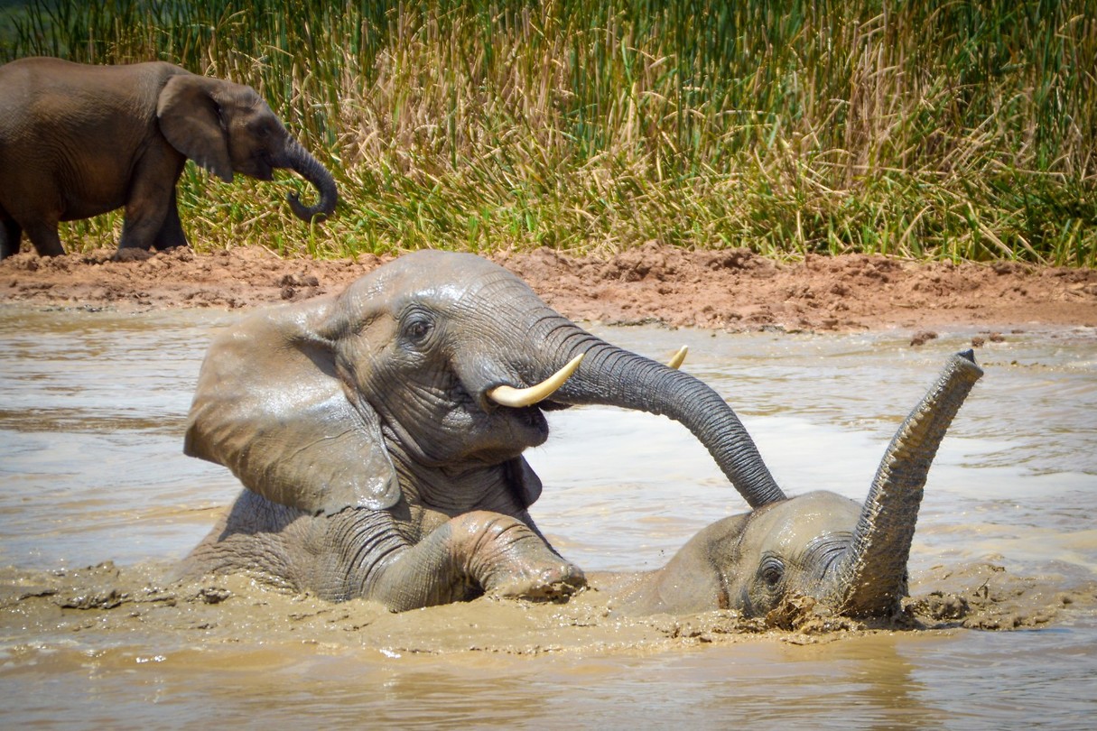 Addo Elephant Park
