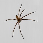 Deze zeer grote Rain spider zat in onze badkamer. Hij was zo groot als mijn hand.