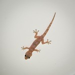 In elk huisje is het een verrassing welke huisdieren we hebben!