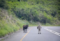Ezels op de weg