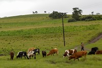 Onderweg zijn veel loslopende dieren. Soms worden ze begeleid door een herder