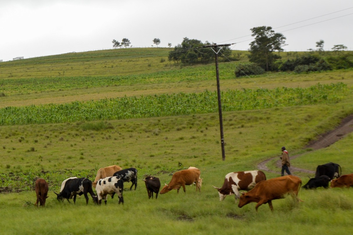 Onderweg zijn veel loslopende dieren. Soms worden ze begeleid door een herder
