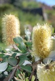 Botanische tuin Blue Mountains