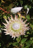 Botanische tuin Blue Mountains
