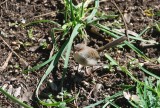vogeltje met lange staart
