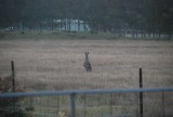 Onze eerste kangaroos
