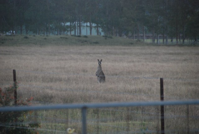 Onze eerste kangaroos