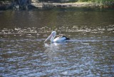 Pelikaan in Myall lakes national park
