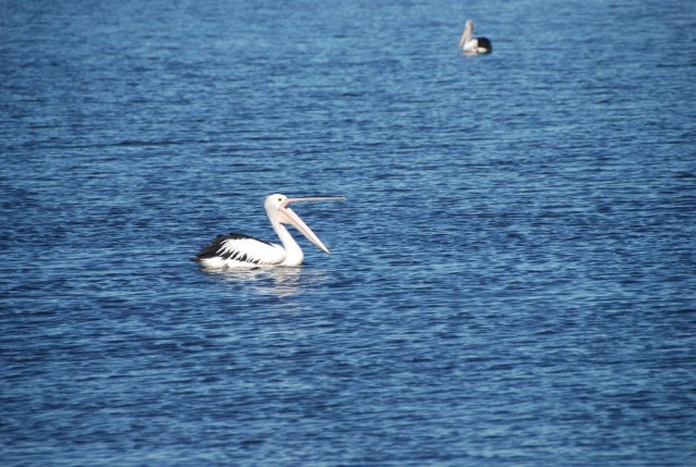 Pelikaan in Myall lakes national park