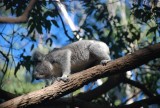 Koala baby