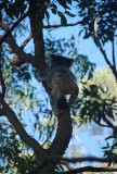 Koala baby