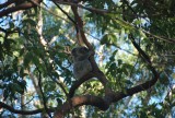 Koala baby