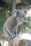 Bijna blinde koala
