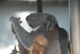 Ons geadopteerde koala Westhaven Barry