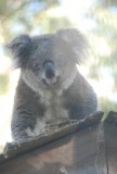 Ontsnapte koala (kroop door een zelf gemaakt gat door het dak)