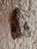 nachtvlinder van zeker 4 cm groot