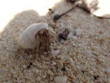Heremietkreefje, 2 cm klein