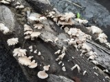 Mooie zwammetjes op het hout