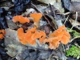 oranje zwammen