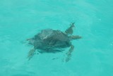 Zee schildpad