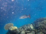 Great Barrier Reef