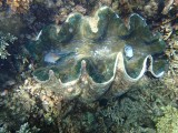 Great Barrier Reef