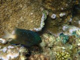 Great Barrier Reef