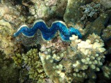 Great Barrier Reef