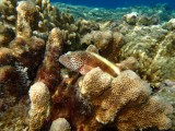 Great Barrier Reef